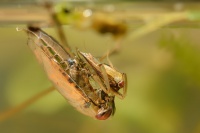 Znakoplavka obecna - Notonecta glauca - Water Boatman 0635